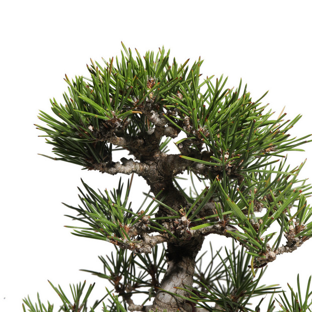 黒松　-Japanese black pine-　（推定樹齢30年） 詳細画像